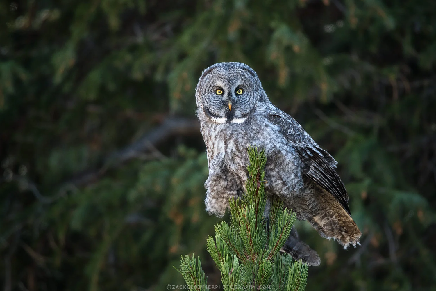 "Phantom Of The Northern Forest"
