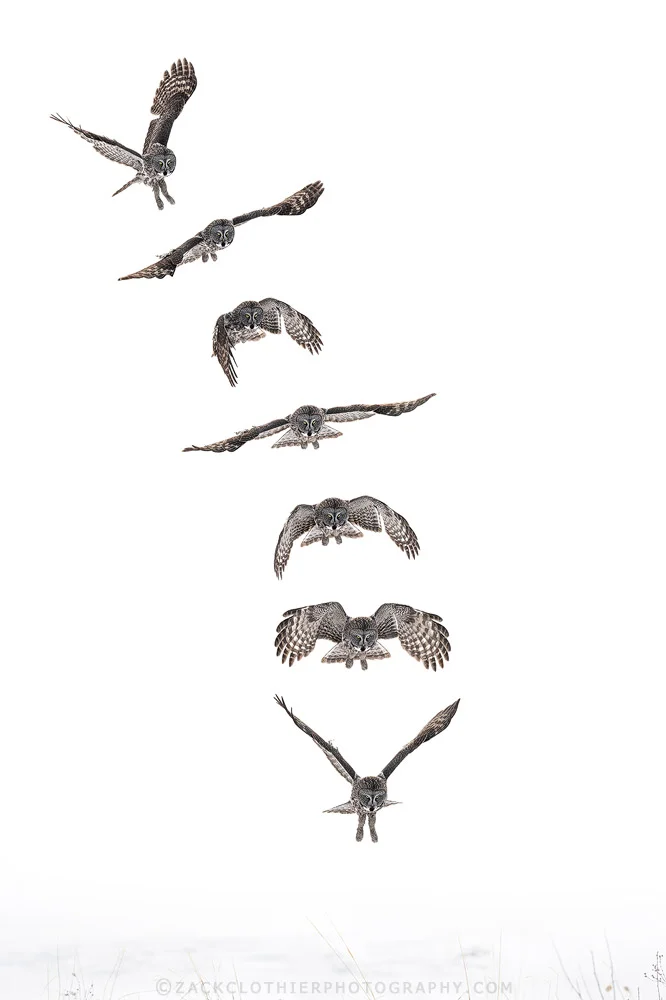 "Surveilling From Above"