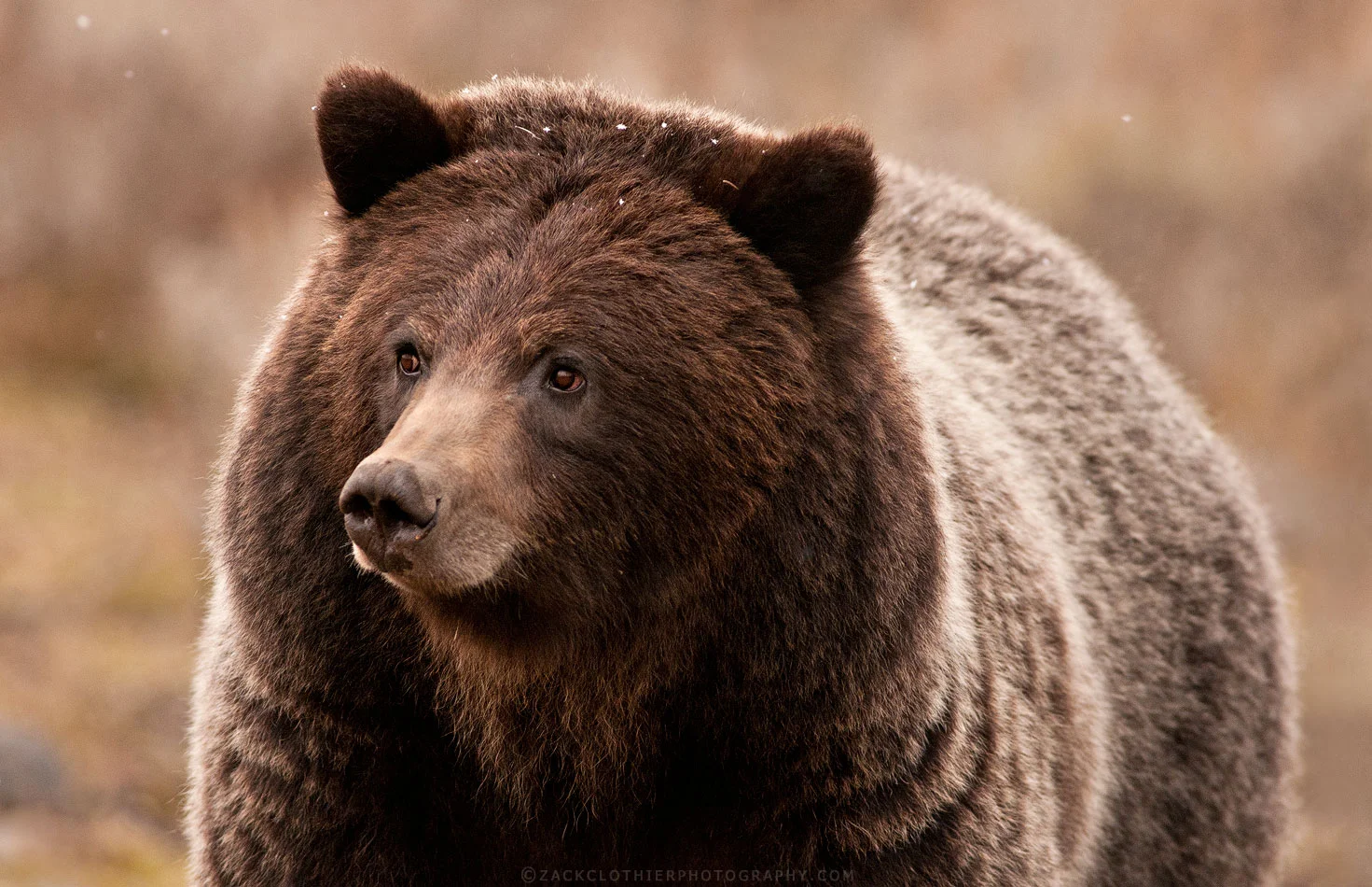 "Snowflakes Falling"