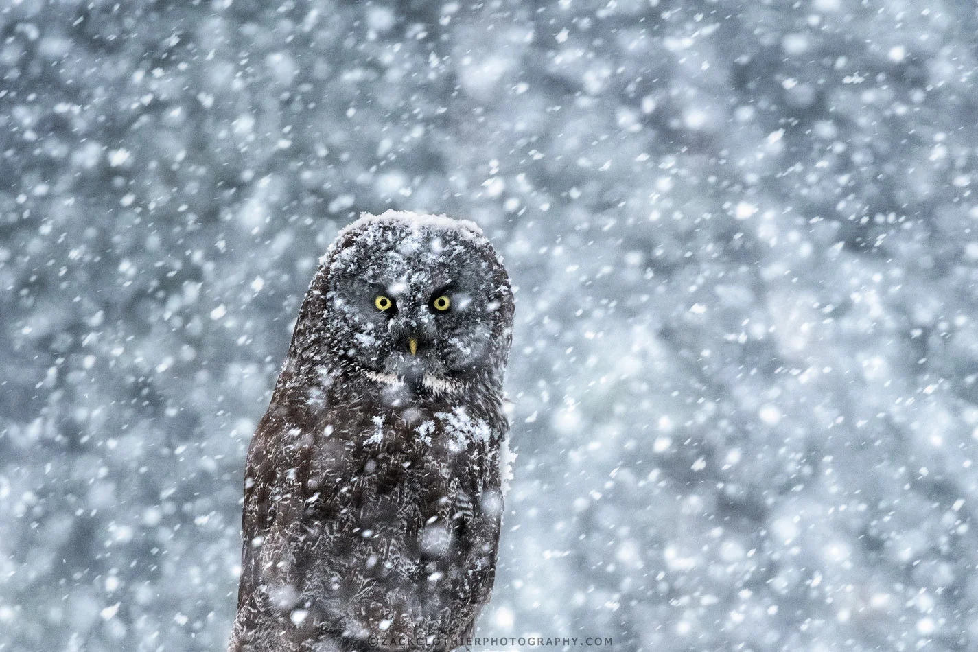 "Lost In Wonderland"