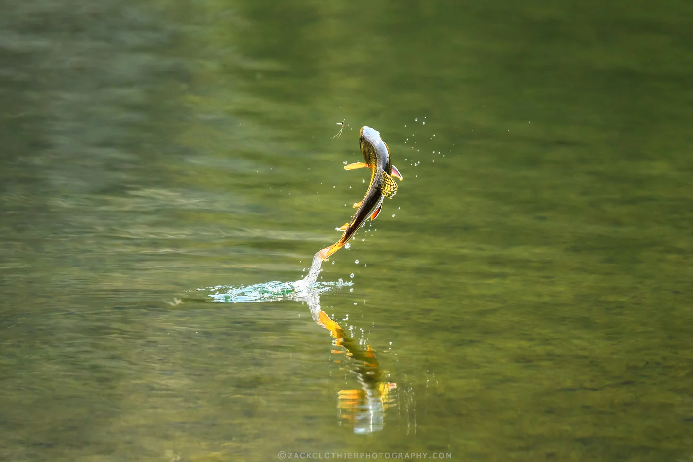 "TROUT ON A FLY" - Brook Trout Montana Fine Art Print by Zack Clothier Photography