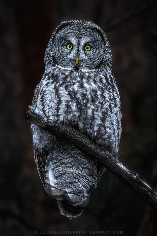 "Ghost In The Darkness"