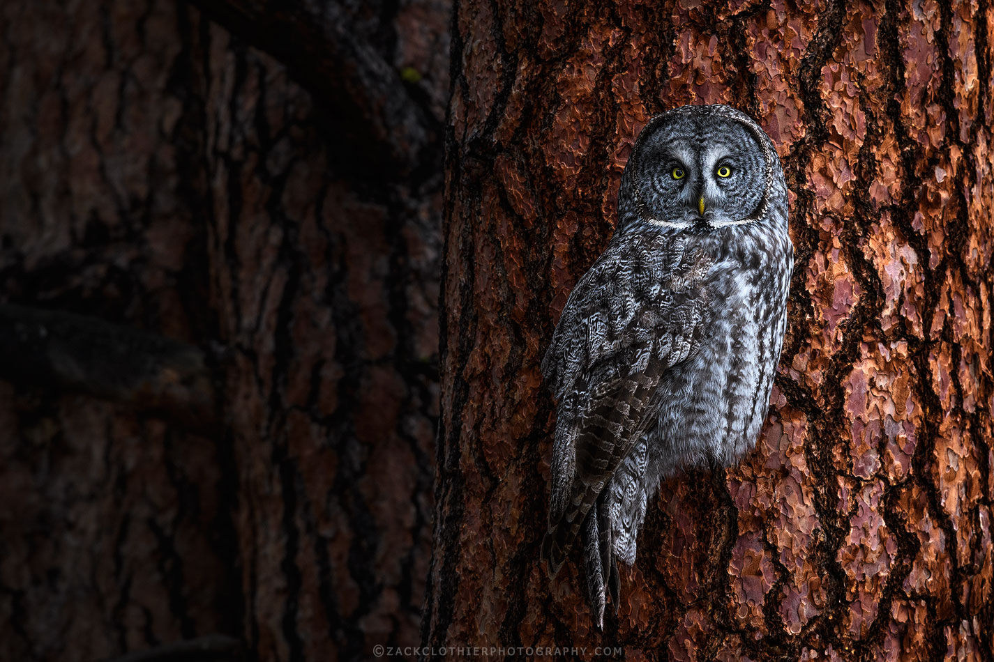 "Phantom Of The Forest"