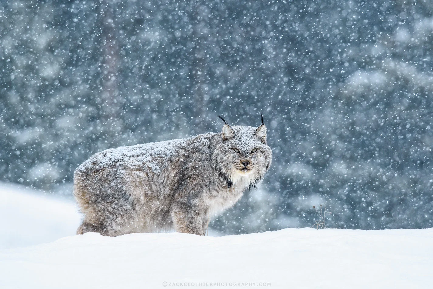 "SILENT AS THE SNOW" - Canada Lynx Montana Wildlife Fine Art Print by Zack Clothier Photography