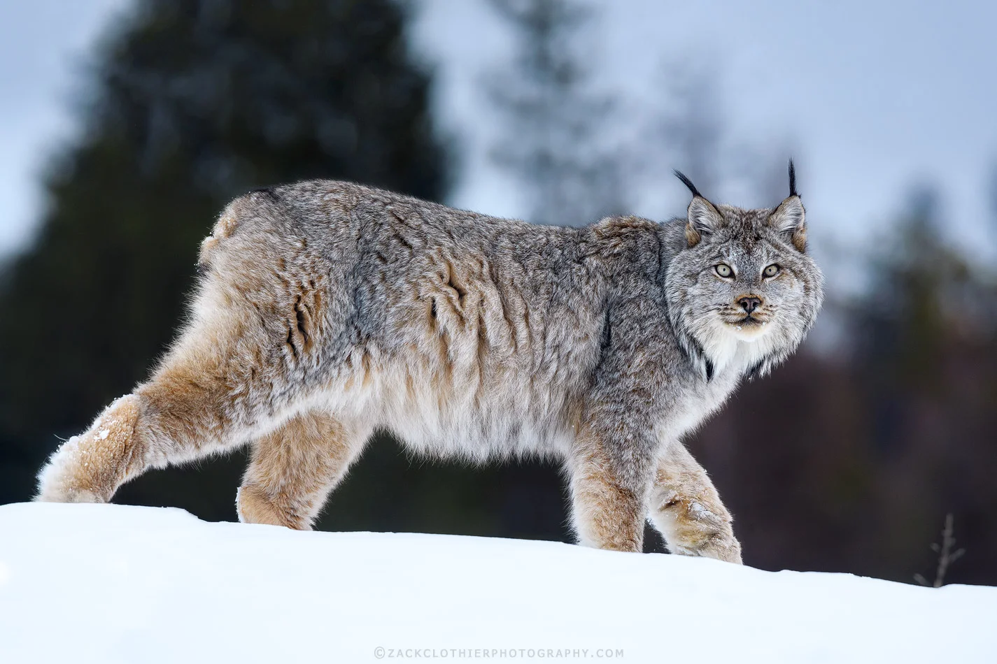 "Winter Lynx"