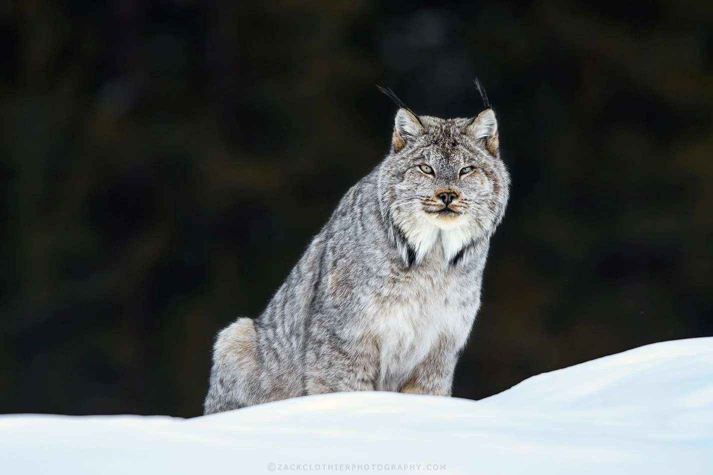 "At The Forest's Edge"