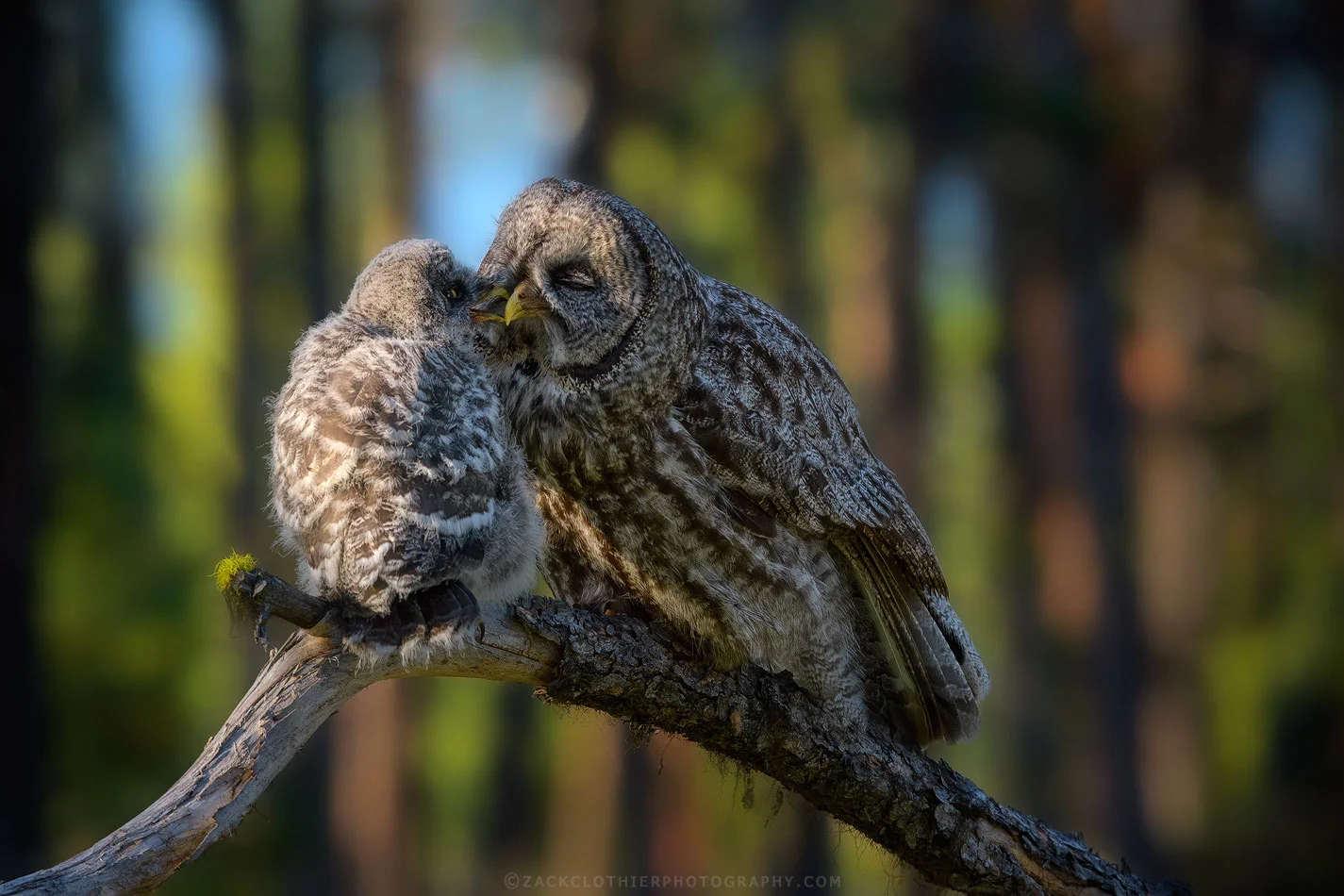 "Fledgling Whispers"