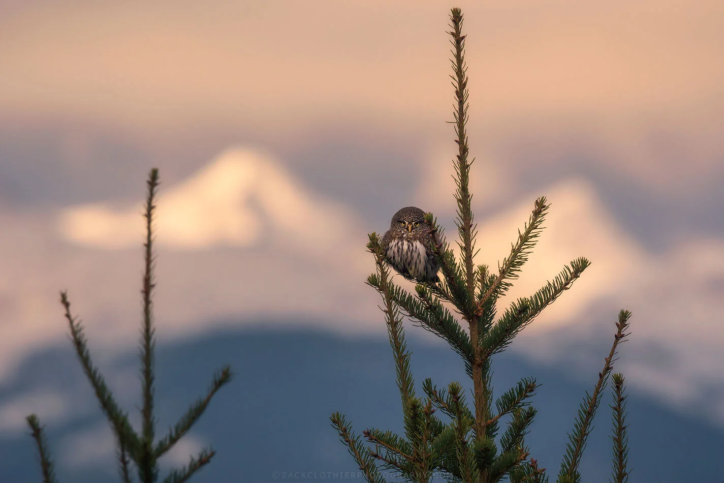 "Mountain Owl"