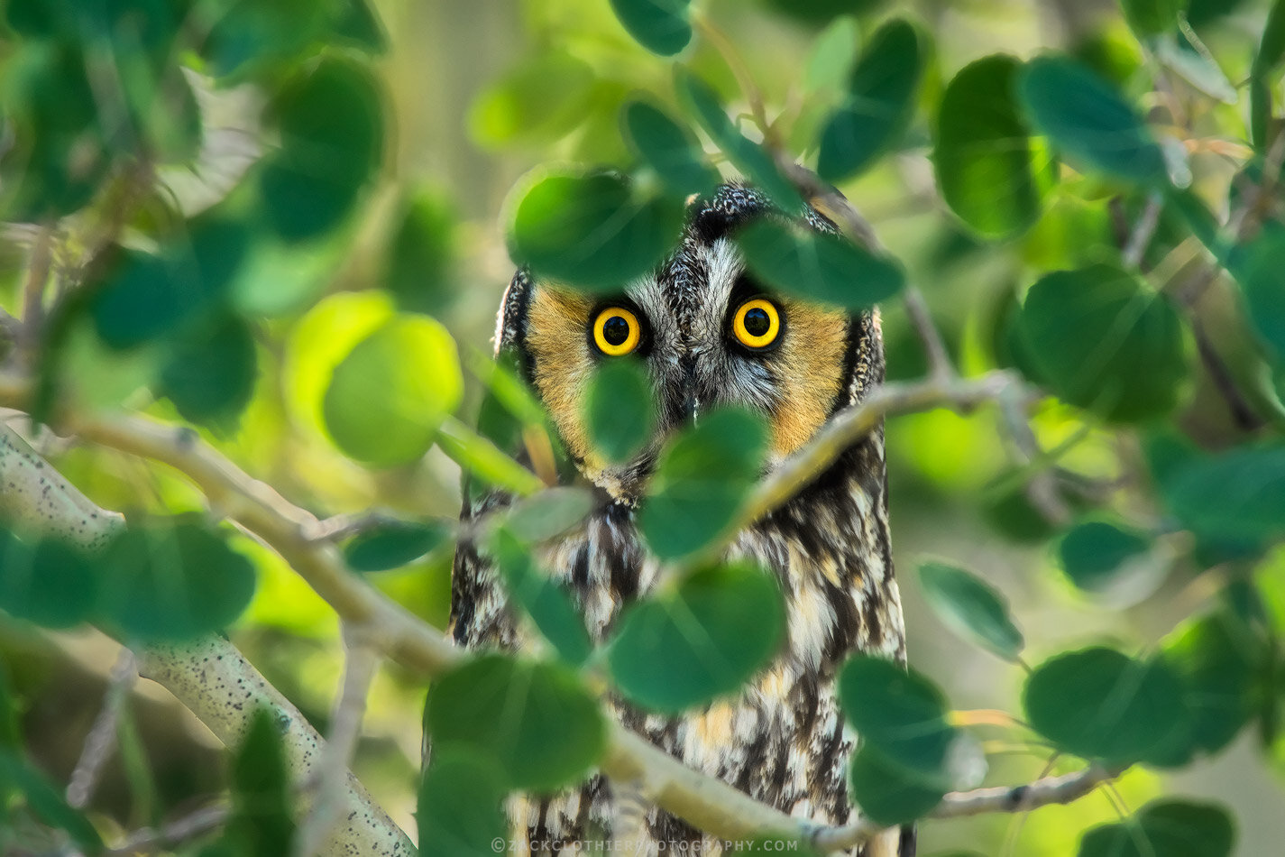 "Where The Wild Things Are"