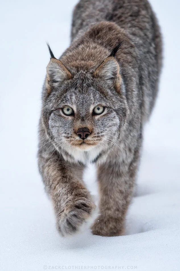 "Long For This Moment"