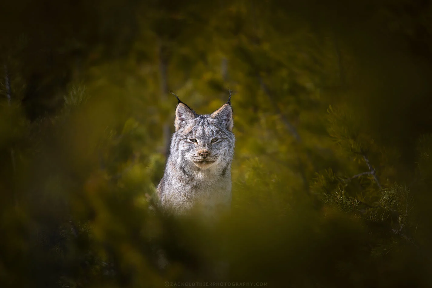 "Keeper Of Forest Secrets"