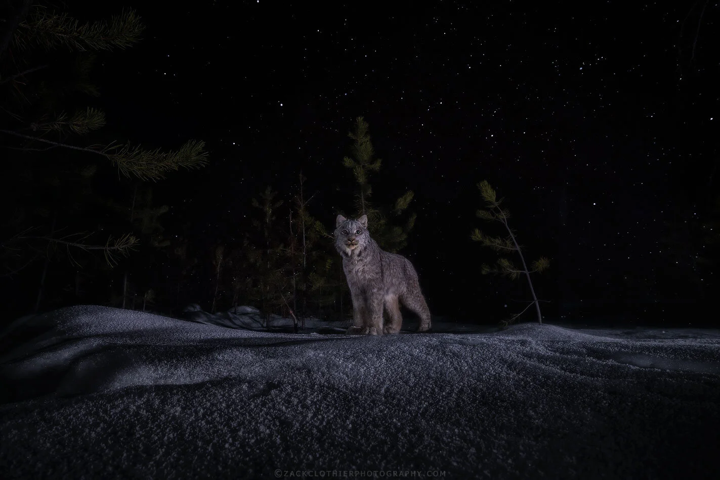 "Night Of The Lynx"