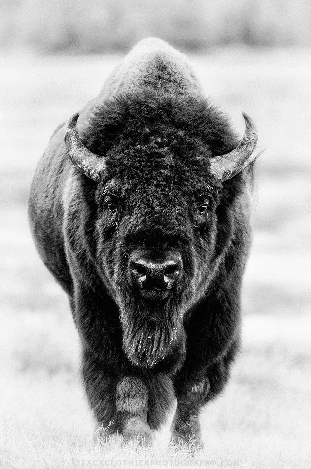 "Spirit Of The Plains"