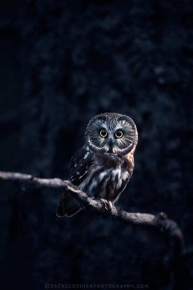 "Night Owl"