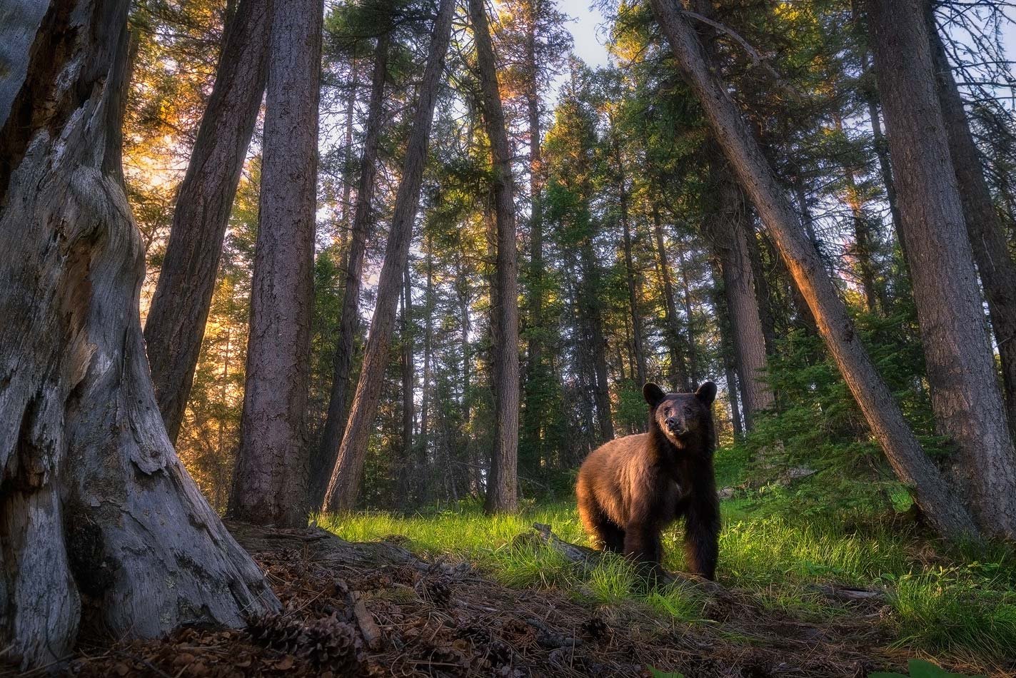 "EVENING STROLL"