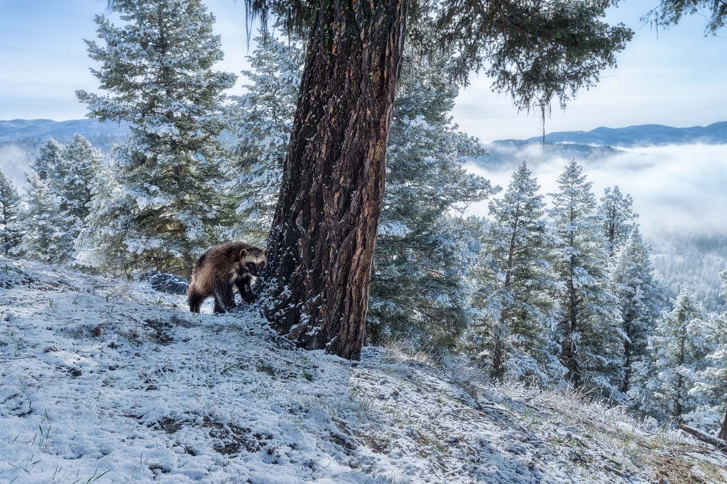  A wolverine, a very rare carnivore in the lower 48, perched beneath a large Douglas fir in the Montana mountains on a spring morning. Photographed with a camera trap. 