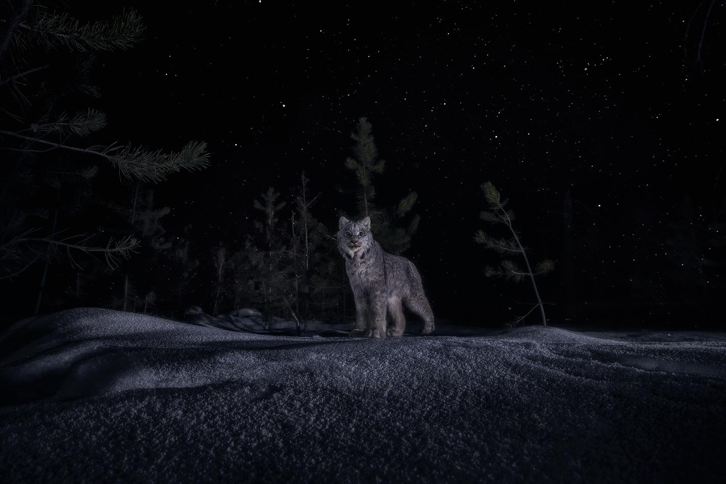 "NIGHT OF THE LYNX"