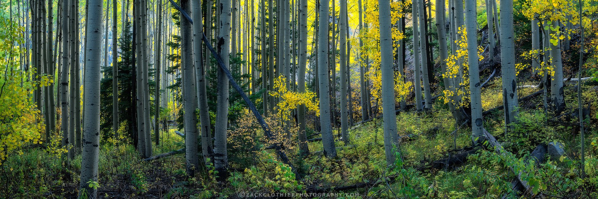 "SECRET FOREST" - Colorado Autumn Aspen Woods Telluride Fine Art Print by Zack Clothier Photography