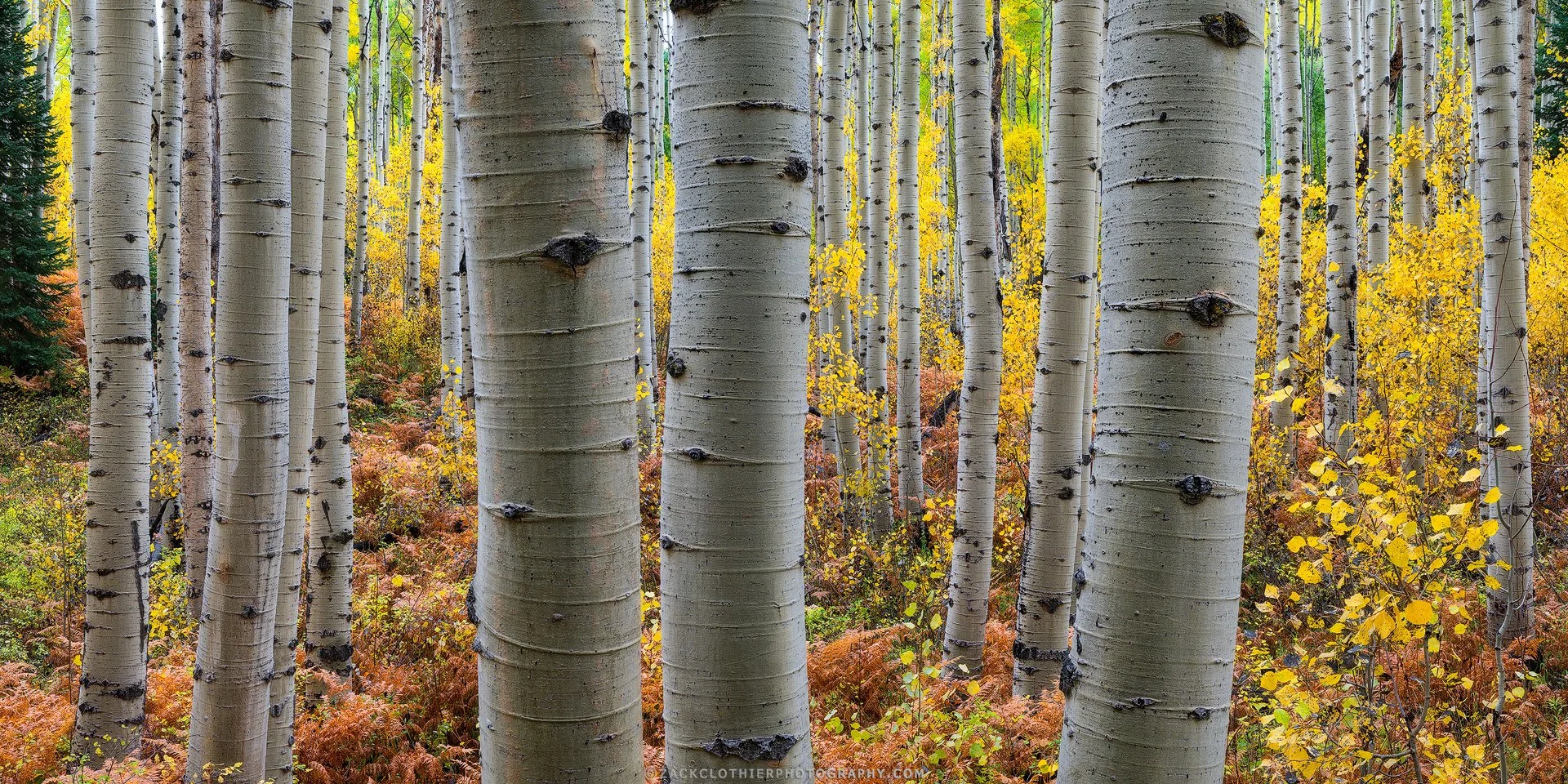 "MAGIC OF FALL" - Colorado Autumn Kebler Pass Aspens Fine Art Print by Zack Clothier Photography