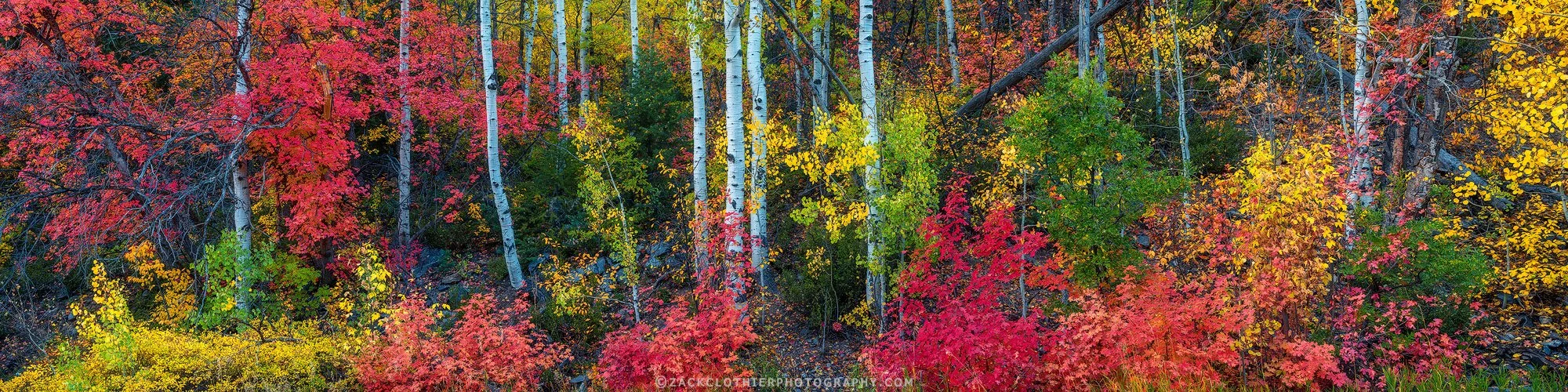 "AUTUMN'S PALETTE" - Wasatch-Cache-Uinta Autumn Utah Fine Art Print by Zack Clothier Photography
