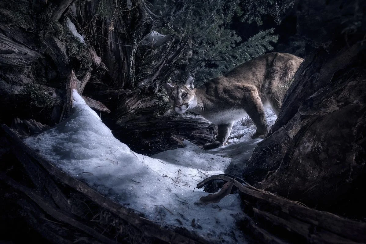 The Ultimate Guide to DSLR Camera Trapping Wildlife Camera Trap