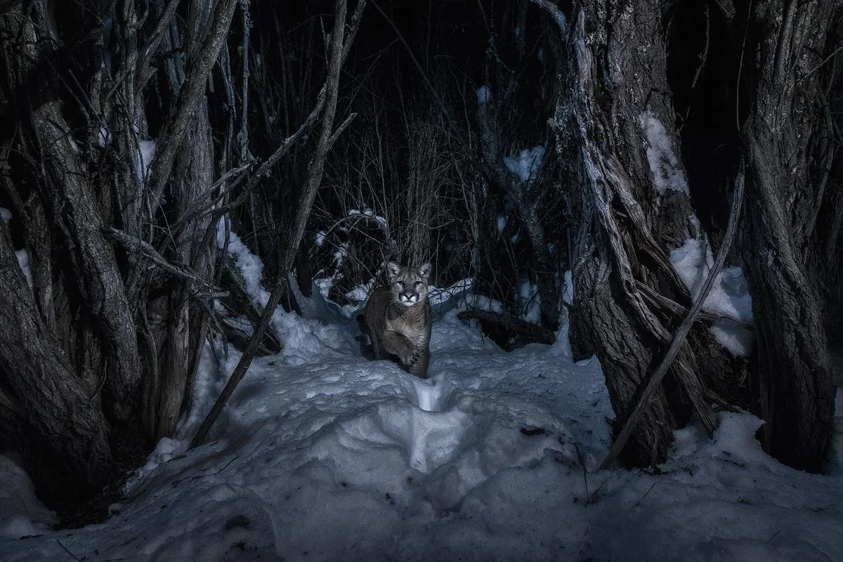 The Ultimate Guide to DSLR Camera Trapping Wildlife Camera Trap