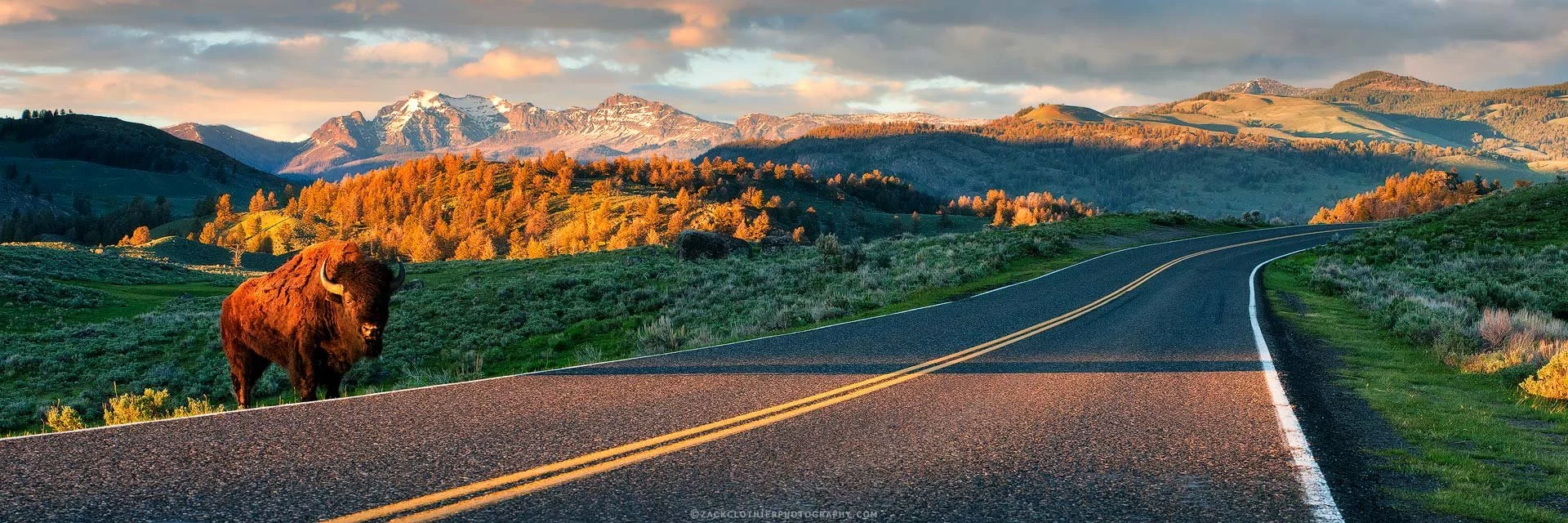 "AMERICA'S BEST IDEA" - Bison Buffalo Sunset Yellowstone Panoramic Fine Art Print by Zack Clothier Photography
