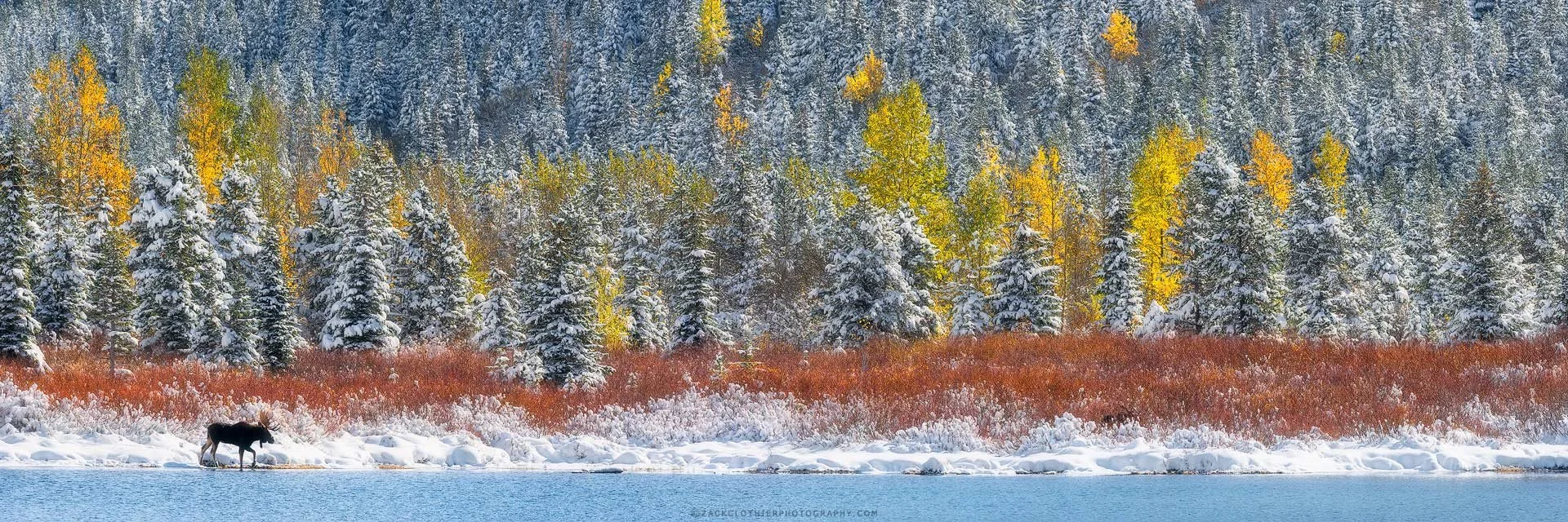 "CHANGING OF THE SEASONS" - Moose in Autumn Landscape Glacier Park MontanaPanoramic Fine Art Print by Zack Clothier Photography