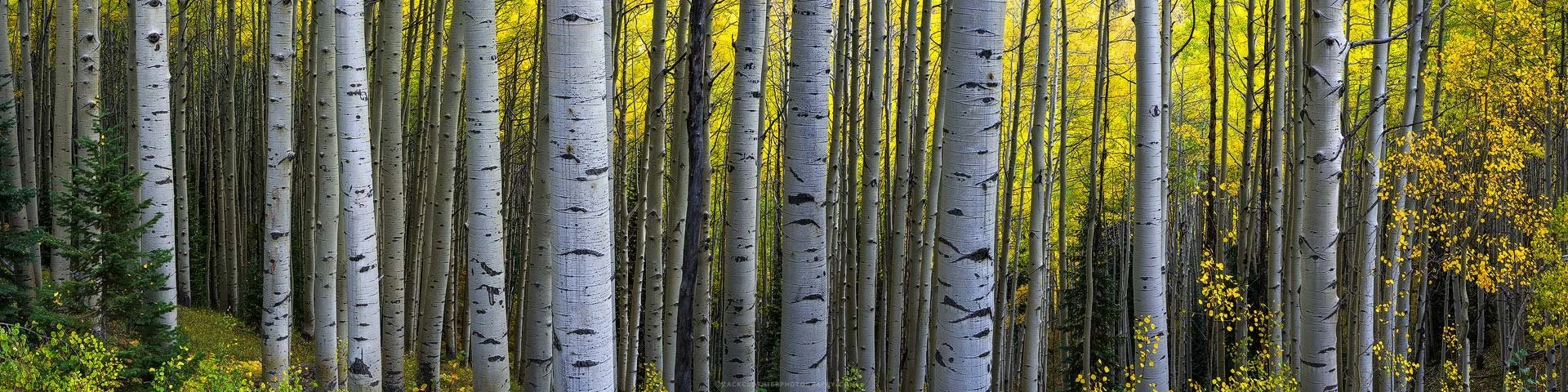 "INFINITE" - Autumn Aspens Kebler Pass Colorado Panoramic Fine Art Print by Zack Clothier Photography