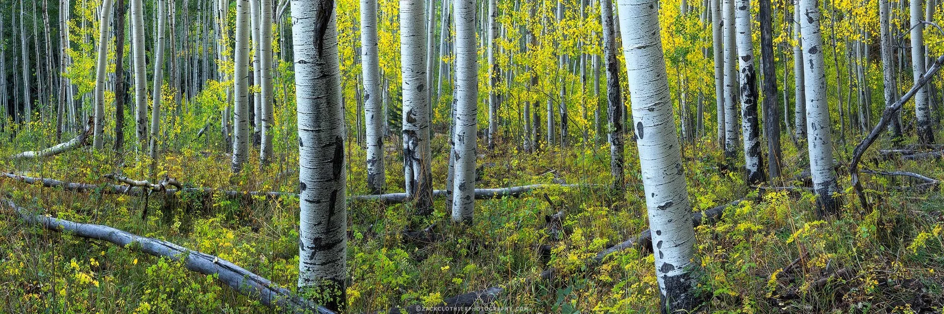 "AUTUMN AT OWL CREEK" - Autumn Aspen Forest Ridgway Colorado Panoramic Fine Art Print by Zack Clothier Photography