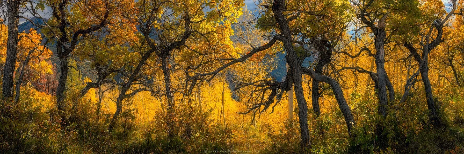 "AUTUMN DANCE" - Autumn Forest Telluride Colorado Panoramic Fine Art Print by Zack Clothier Photography