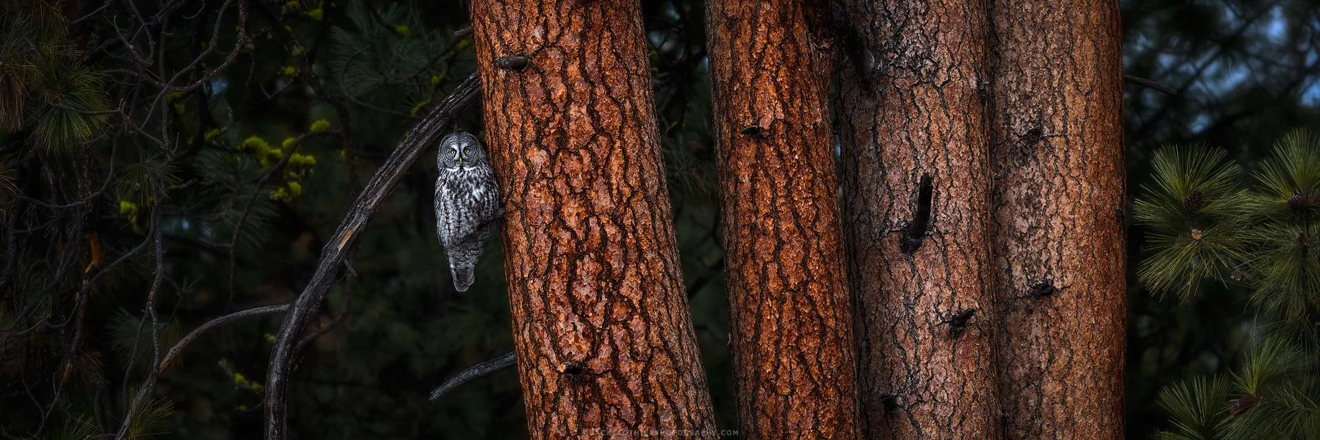 "AMIDST THE EVERGREENS" - Great Gray Owl in Ponderosa Montana Panoramic Fine Art Print by Zack Clothier Photography