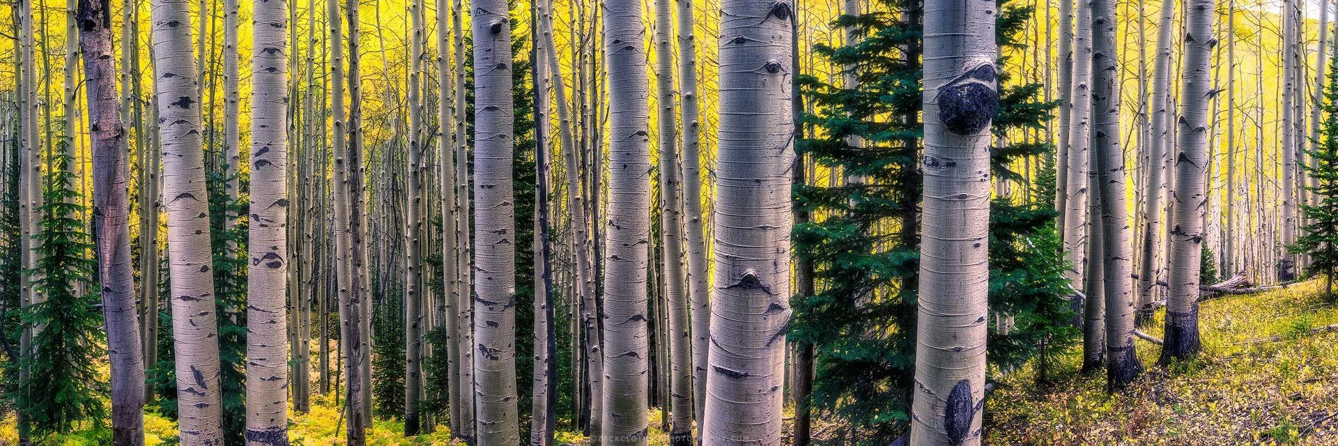 "QUAKING" - Autumn Aspens Kebler Pass Colorado Panoramic Fine Art Print by Zack Clothier Photography