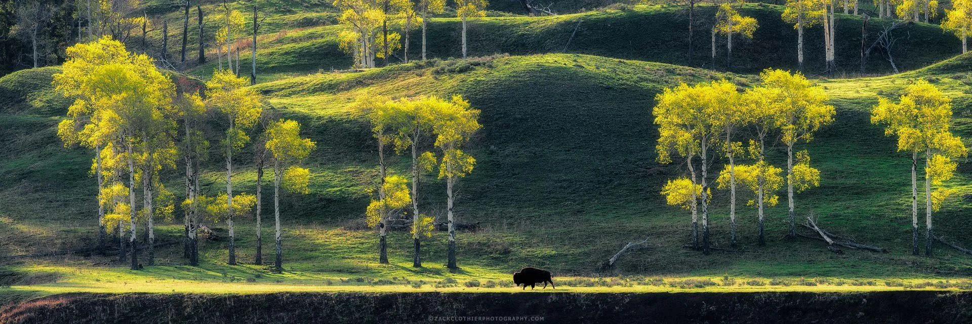 "SPIRIT OF THE WEST" - Bison Buffalo Lamar Valley Spring Yellowstone Wyoming Panoramic Fine Art Print by Zack Clothier Photography
