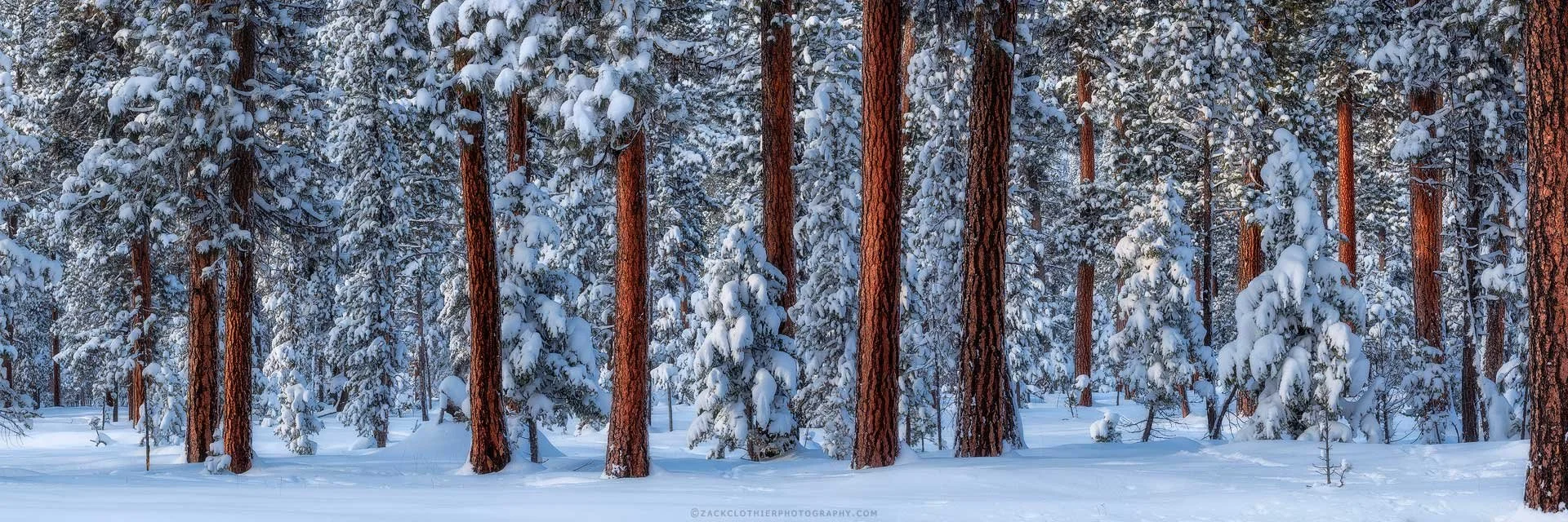 "WINTER'S EMBRACE" - Ponderosa Pine Forest Winter Sunset Montana Panoramic Fine Art Print by Zack Clothier Photography