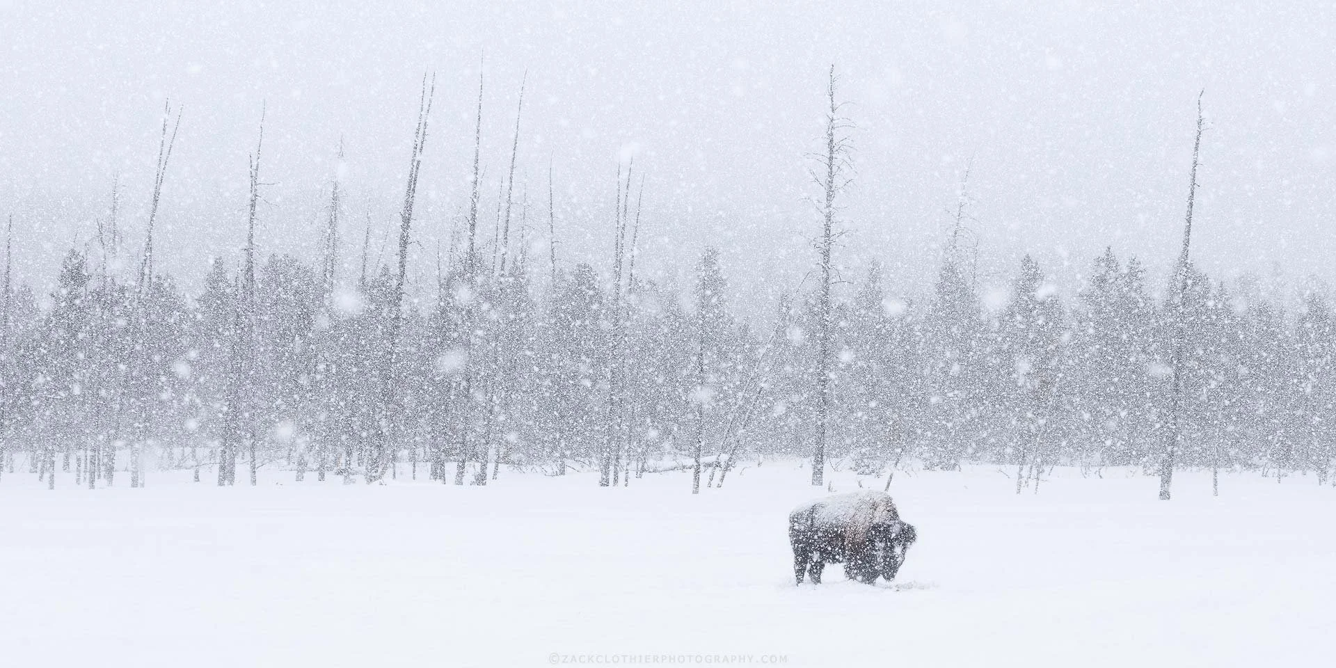 "WINTER WONDERLAND" - Bison Buffalo Yellowstone Winter Wyoming Panoramic Fine Art Print by Zack Clothier Photography