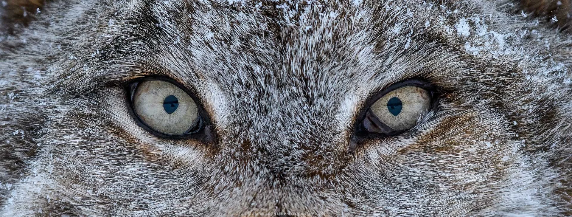 "WINDOWS TO THE SOUL" - Canada Lynx Eyes Montana Panoramic Fine Art Print by Zack Clothier Photography