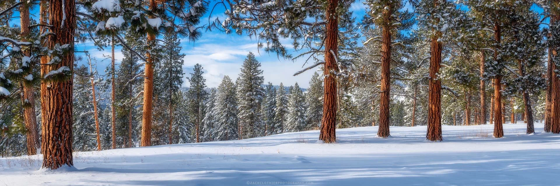 "FOREST THROUGH THE TREES" - Winter Ponderosa Pines Montana Panoramic Fine Art Print by Zack Clothier Photography