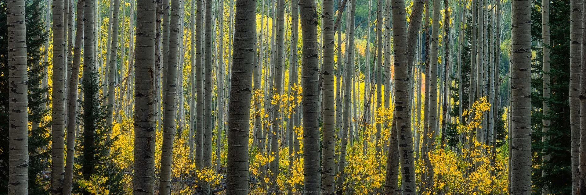 "AUTUMN ALLURE" - Autumn Aspens Ohio Pass Gunnison Colorado Panoramic Fine Art Print by Zack Clothier Photography
