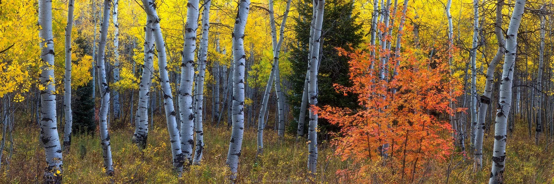 "AUTUMN PERFECTION" - Autumn Aspen Forest Wasatch Cache Utah Panoramic Fine Art Print by Zack Clothier Photography