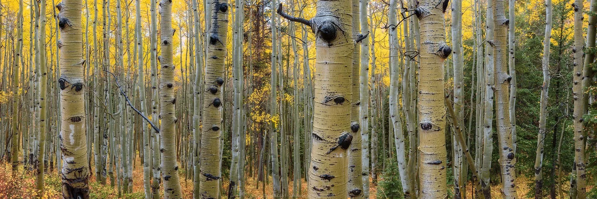 "AFTER THE RAIN" - Autumn Aspens Ohio Pass Colorado  Panoramic Fine Art Print by Zack Clothier Photography
