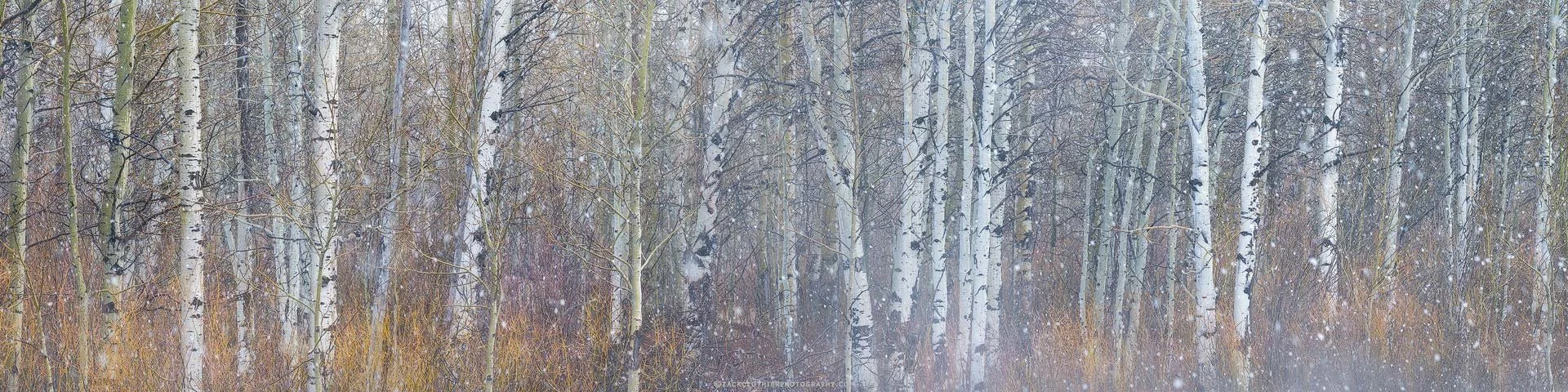 "IN BETWEEN SEASONS" - Aspens in Spring Snowstorm Grand Tetons Wyoming Panoramic Fine Art Print by Zack Clothier Photography