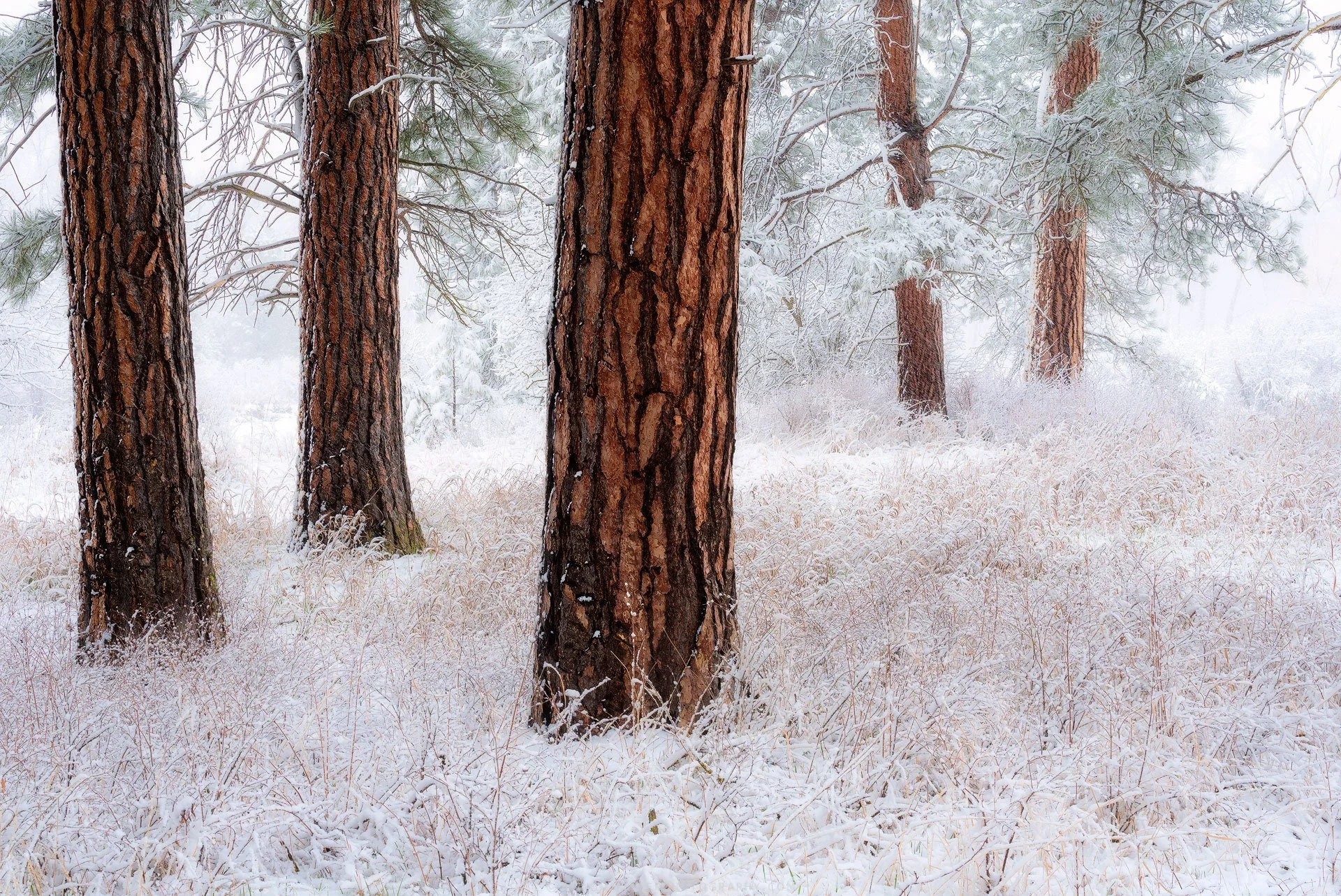 Frosted-Montana-Fine-Art-Nature-Print-Photography.jpg