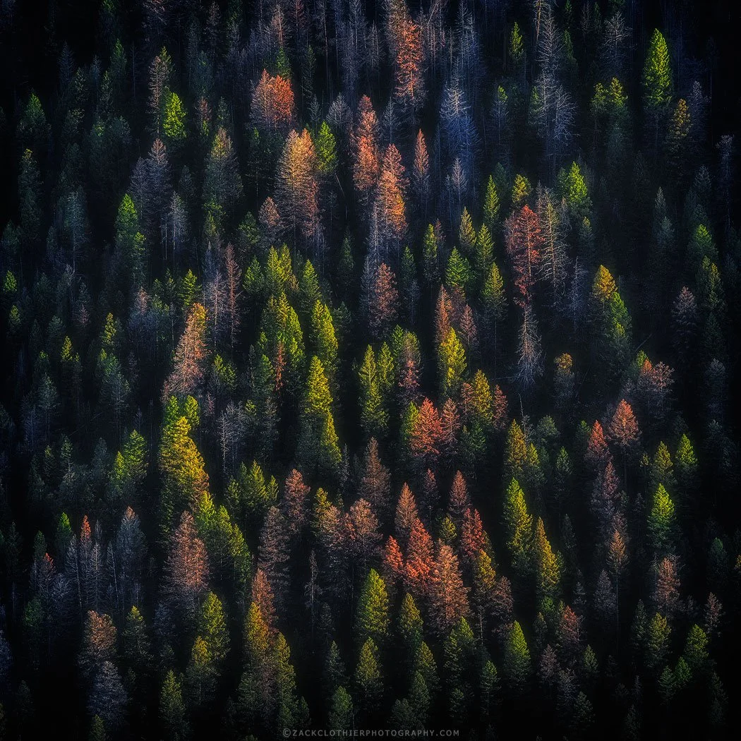Spoken-Through-Light-Montana-Fine-Art-Nature-Print-Photography.jpg