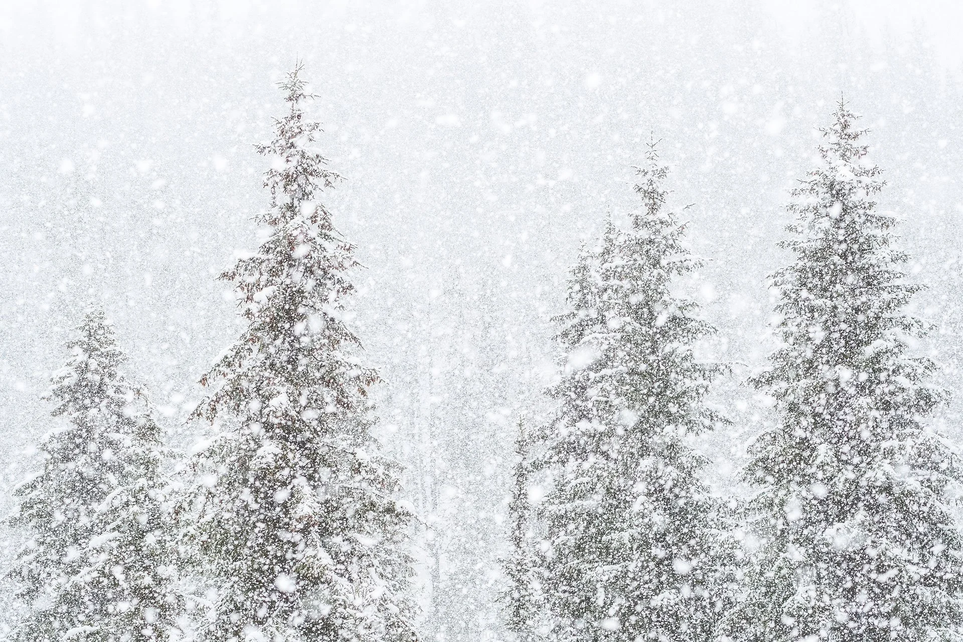 Whiteout-Montana-Fine-Art-Nature-Print-Photography.jpg
