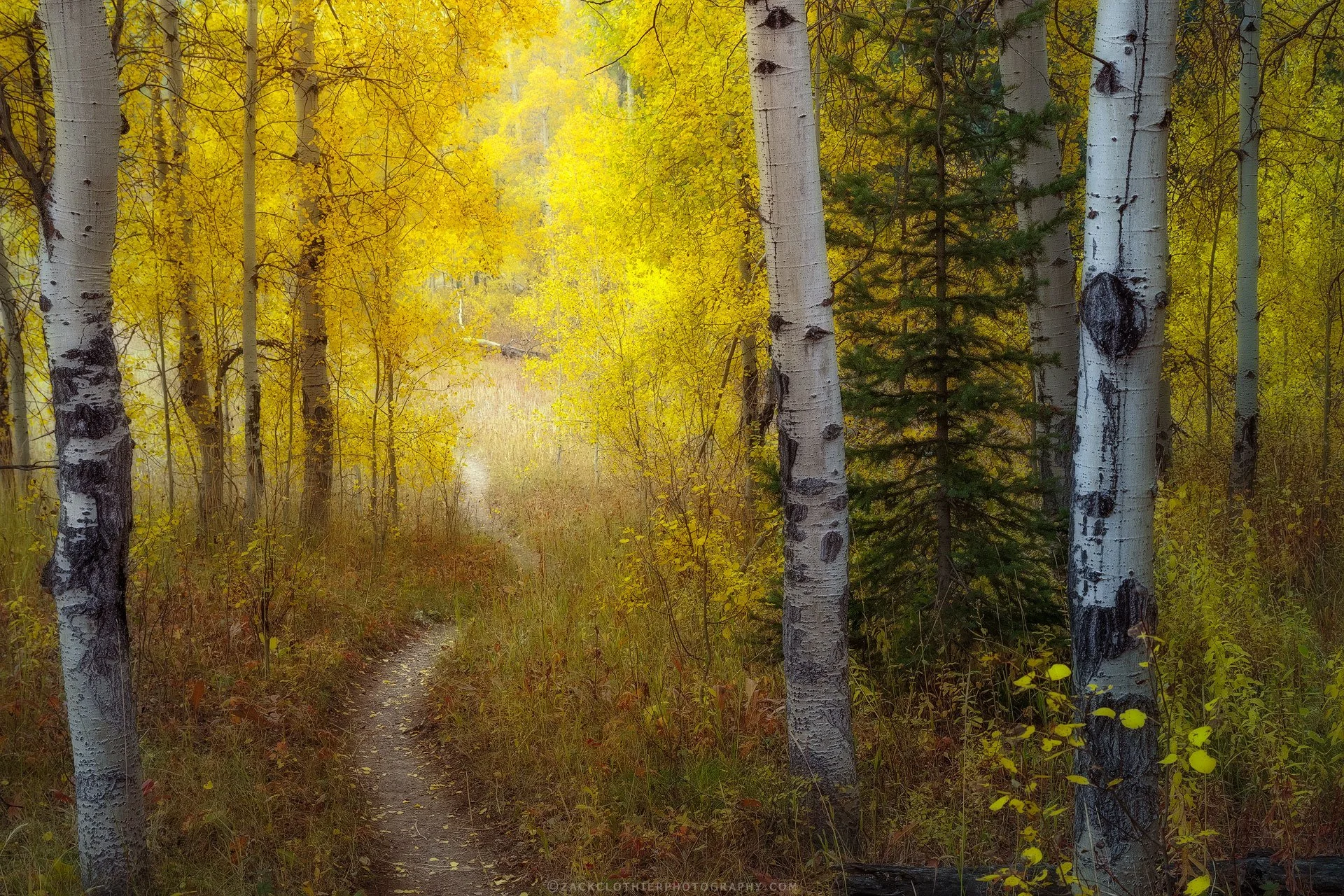 Autumn-Passage-Wyoming-Fine-Art-Nature-Print-Photography.jpg
