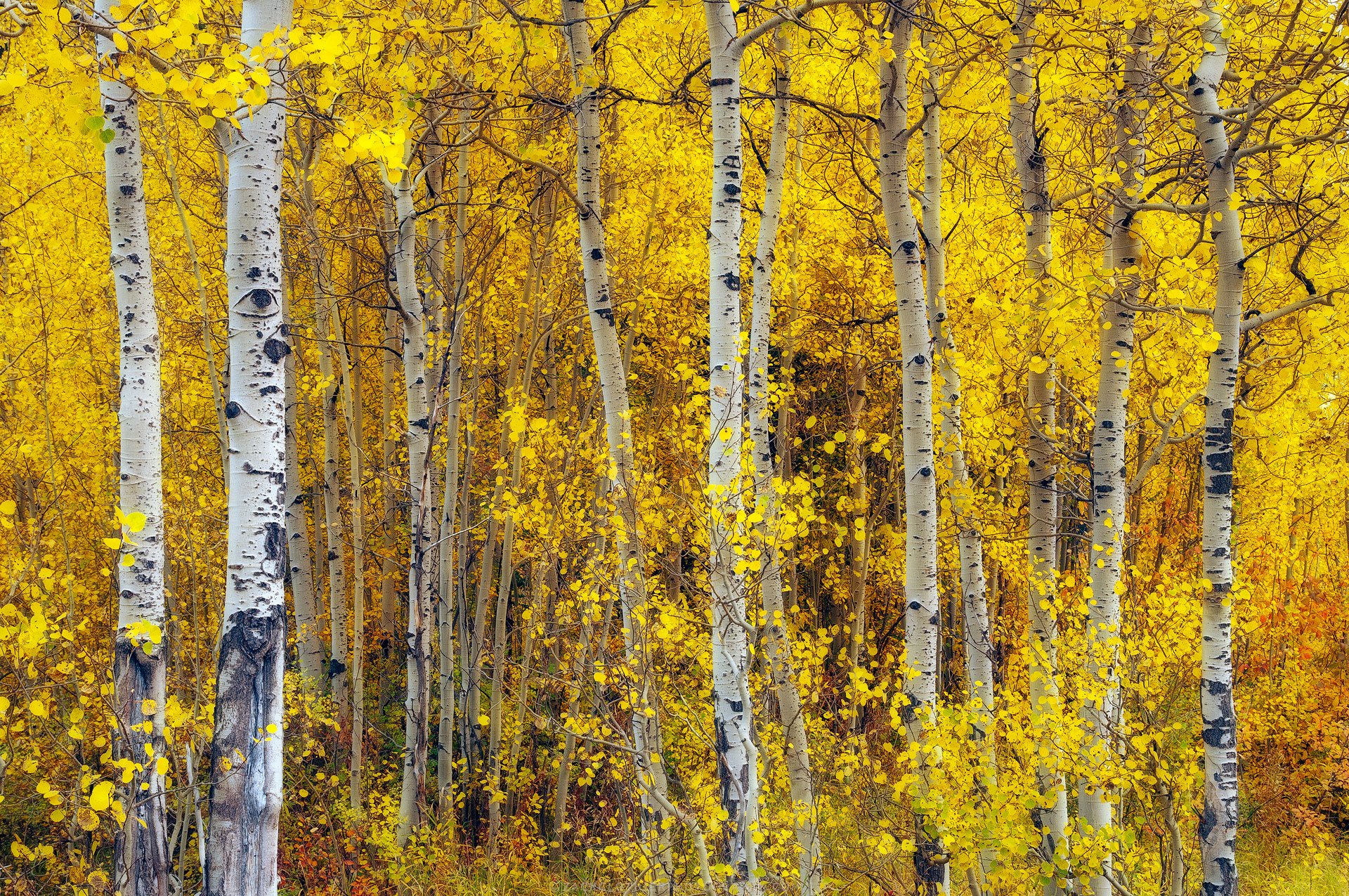 Perfect-Harmony-Wyoming-Fine-Art-Nature-Print-Photography.jpg