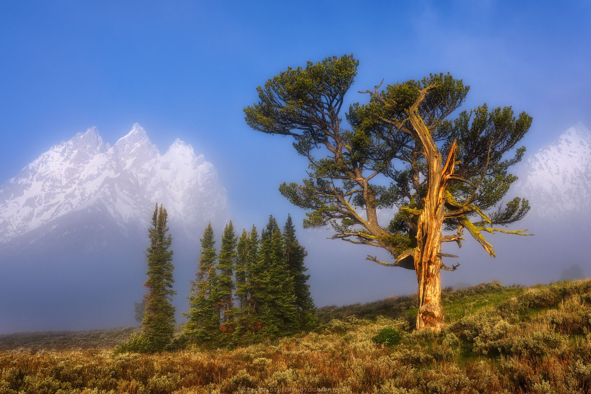 The-Patriarch-Wyoming-Fine-Art-Nature-Print-Photography.jpg
