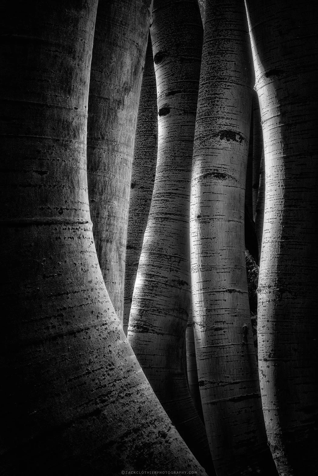 Art-In-Nature-Colorado-Fine-Art-Nature-Print-Photography.jpg