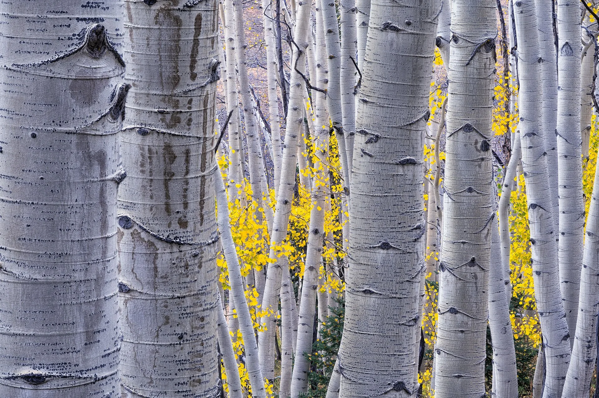 Aspen-Art-Colorado-Fine-Art-Nature-Print-Photography.jpg